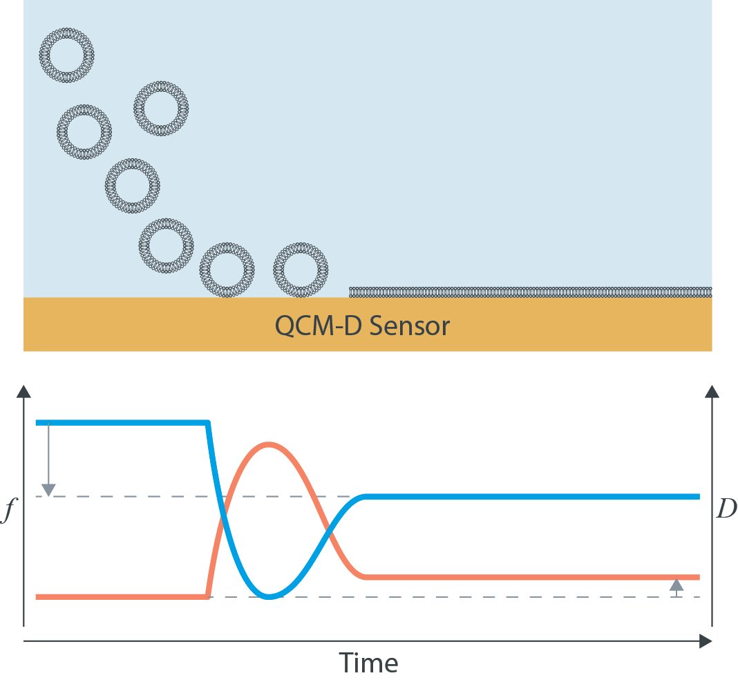 Model Membranes - How To Characterize With QCM-D